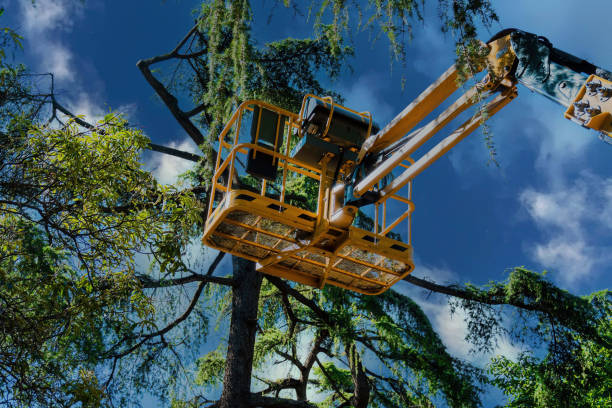 Best Tree Care Services  in Gainesville, VA